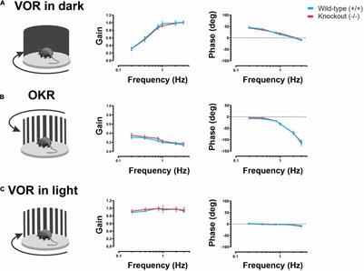 Loss of α-9 Nicotinic Acetylcholine Receptor Subunit Predominantly Results in Impaired Postural Stability Rather Than Gaze Stability